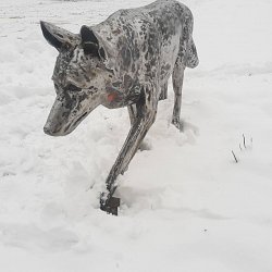 Vlk, oceľová plastika v životnej veľkosti.